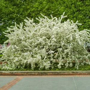 Sargent Crabapple Bare Root Plants - Set of 2, 6-12 Inch Tall, Malus Sargentii - Image 7