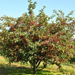 Sargent Crabapple Bare Root Plants - Set of 2, 6-12 Inch Tall, Malus Sargentii - Image 8