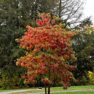 Sassafras Bare Roots - Live Hardy Perennial Shade Tree, 12-18 Inch Tall, Set of 2 - Image 10