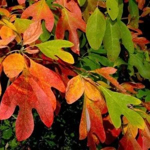 Sassafras Bare Roots - Live Hardy Perennial Shade Tree, 12-18 Inch Tall, Set of 2 - Image 2