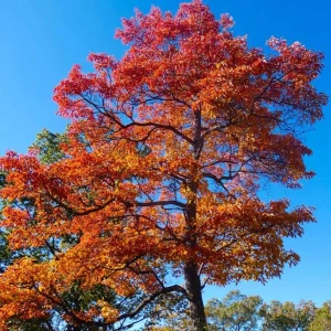 Sassafras Bare Roots - Live Hardy Perennial Shade Tree, 12-18 Inch Tall, Set of 2 - Image 3