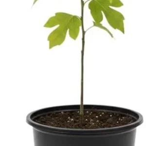 Sassafras Bare Roots - Live Hardy Perennial Shade Tree, 12-18 Inch Tall, Set of 2 - Image 4