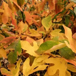 Sassafras Bare Roots - Live Hardy Perennial Shade Tree, 12-18 Inch Tall, Set of 2 - Image 5