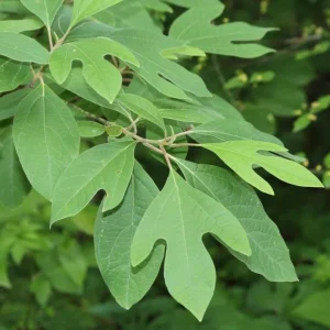 Sassafras Bare Roots - Live Hardy Perennial Shade Tree, 12-18 Inch Tall, Set of 2 - Image 6