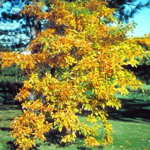 Sassafras Bare Roots - Live Hardy Perennial Shade Tree, 12-18 Inch Tall, Set of 2 - Image 7