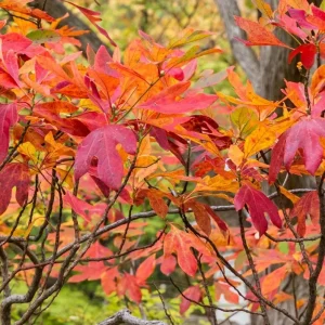 Sassafras Bare Roots - Live Hardy Perennial Shade Tree, 12-18 Inch Tall, Set of 2 - Image 8