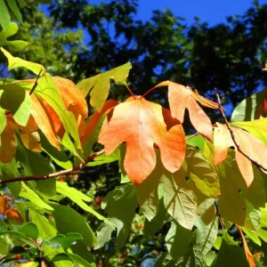 Sassafras Bare Roots - Live Hardy Perennial Shade Tree, 12-18 Inch Tall, Set of 2 - Image 9