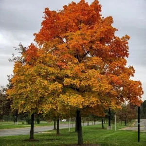 Sassafras Bare Roots - Live Hardy Perennial Shade Tree, 12-18 Inch Tall, Set of 2 - Image 1