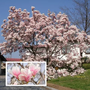 Saucer Magnolia Tree Live Plant, 2.5-inch Pot - Pink & White Blooms, Outdoor - Image 2