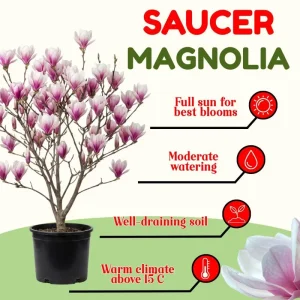 Saucer Magnolia Tree Live Plant, 2.5-inch Pot - Pink & White Blooms, Outdoor - Image 3