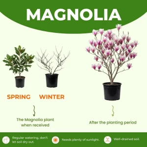 Saucer Magnolia Tree Live Plant, 2.5-inch Pot - Pink & White Blooms, Outdoor - Image 4