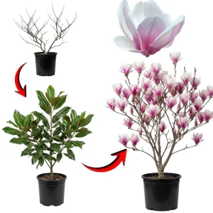 Saucer Magnolia Tree Live Plant, 2.5-inch Pot - Pink & White Blooms, Outdoor - Image 5