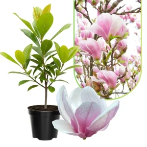 Saucer Magnolia Tree Live Plant, 2.5-inch Pot - Pink & White Blooms, Outdoor - Image 6