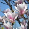 Saucer Magnolia Tree Live Plant, 2.5-inch Pot - Pink & White Blooms, Outdoor - Image 1