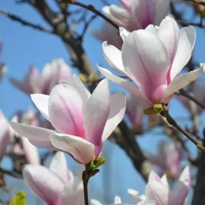 Saucer Magnolia Tree Live Plant, 2.5-inch Pot - Pink & White Blooms, Outdoor - Image 1