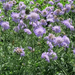Scabiosa Fama Blue Live Plant - 3-6 Inch Tall Plug - Pincushion Flower Perennial - Image 2