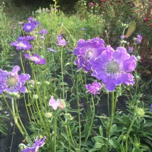 Scabiosa Fama Blue Live Plant - 3-6 Inch Tall Plug - Pincushion Flower Perennial - Image 4