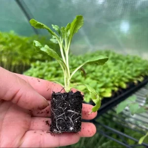 Scabiosa Fama Blue Live Plant - 3-6 Inch Tall Plug - Pincushion Flower Perennial - Image 5