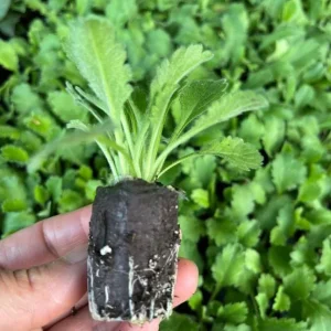 Scabiosa Fama Blue Live Plant - 3-6 Inch Tall Plug - Pincushion Flower Perennial - Image 6