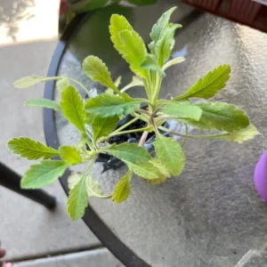 Scabiosa Fama Blue Live Plant - 3-6 Inch Tall Plug - Pincushion Flower Perennial - Image 7