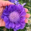 Scabiosa Fama Blue Live Plant - 3-6 Inch Tall Plug - Pincushion Flower Perennial - Image 1