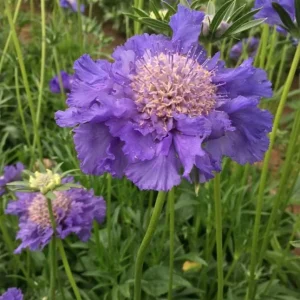 Scabiosa Fama Blue Starter Plants – Set of 2 Pincushion Flower Perennial – 3-6 Inch Tall Live Plugs – Outdoor - Image 3