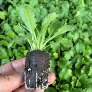 Scabiosa Fama Blue Starter Plants – Set of 2 Pincushion Flower Perennial – 3-6 Inch Tall Live Plugs – Outdoor - Image 6