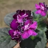 Scandal African Violet Live Plant - Young Starter - 4 Inch Pot - Potted Houseplant - Image 1