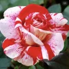Scentimental Rose Bush - Burgundy Striped Red Rose Bare Root Plant, 3-8 Inch Tall - Image 1