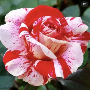 Scentimental Rose Bush - Burgundy Striped Red Rose Bare Root Plant, 3-8 Inch Tall - Image 1