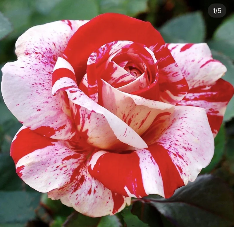 Scentimental Rose Bush - Burgundy Striped Red Rose Bare Root Plant, 3-8 Inch Tall - Image 1