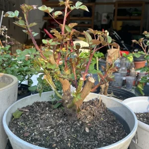 Scentimental Rose Bush - Burgundy Striped Red Rose Bare Root Plant, 3-8 Inch Tall - Image 2