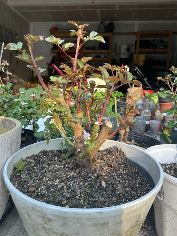 Scentimental Rose Bush - Burgundy Striped Red Rose Bare Root Plant, 3-8 Inch Tall - Image 2