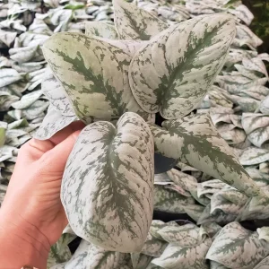 Scindapsus Pictus Exotica Pothos Live Plant – 4 Inch Pot – Indoor Houseplant - Image 2