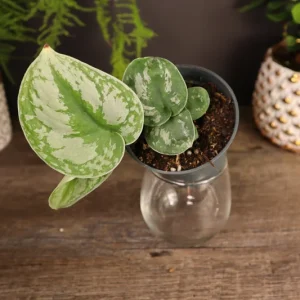 Scindapsus Pictus Exotica Pothos Live Plant – 4 Inch Pot – Indoor Houseplant - Image 3