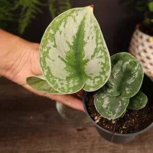 Scindapsus Pictus Exotica Pothos Live Plant – 4 Inch Pot – Indoor Houseplant - Image 4