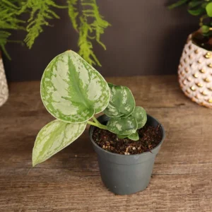 Scindapsus Pictus Exotica Pothos Live Plant – 4 Inch Pot – Indoor Houseplant - Image 5