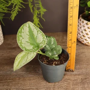 Scindapsus Pictus Exotica Pothos Live Plant – 4 Inch Pot – Indoor Houseplant - Image 6
