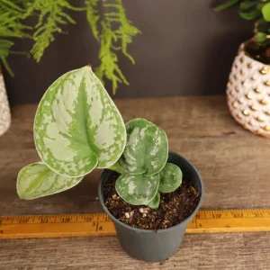 Scindapsus Pictus Exotica Pothos Live Plant – 4 Inch Pot – Indoor Houseplant - Image 7