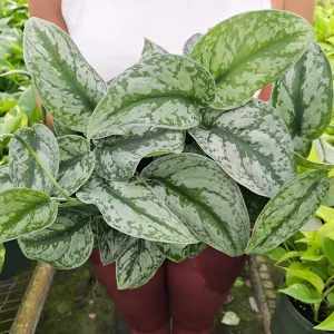 Scindapsus Pictus Exotica Pothos Live Plant – 4 Inch Pot – Indoor Houseplant - Image 1