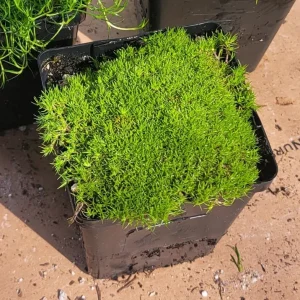 Scotch & Irish Moss Live Plant - Sagina subulata Aurea & Sagina subulata - 3.5in Pot - Image 3