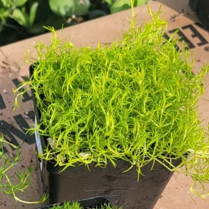 Scotch & Irish Moss Live Plant - Sagina subulata Aurea & Sagina subulata - 3.5in Pot - Image 4