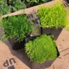 Scotch & Irish Moss Live Plant - Sagina subulata Aurea & Sagina subulata - 3.5in Pot - Image 1