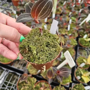 Sea Turtle Jewel Orchid Live Plant - Rare Tropical Indoor Houseplant - 3 Inch Pot - Image 2