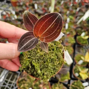Sea Turtle Jewel Orchid Live Plant - Rare Tropical Indoor Houseplant - 3 Inch Pot - Image 3