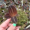 Sea Turtle Jewel Orchid Live Plant - Rare Tropical Indoor Houseplant - 3 Inch Pot - Image 1