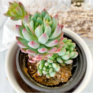 Sedeveria 'Blue Elf' Succulent Live Plant - 2 Inch Pot, Indoor/Outdoor - Image 2