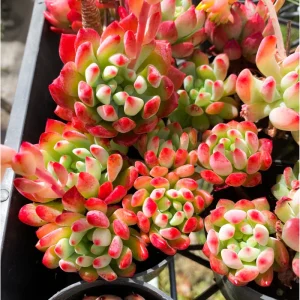 Sedeveria 'Blue Elf' Succulent Live Plant - 2 Inch Pot, Indoor/Outdoor - Image 3