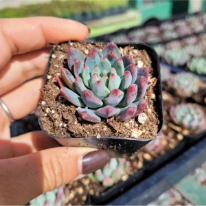 Sedeveria 'Blue Elf' Succulent Live Plant - 2 Inch Pot, Indoor/Outdoor - Image 4