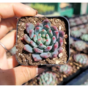 Sedeveria 'Blue Elf' Succulent Live Plant - 2 Inch Pot, Indoor/Outdoor - Image 5